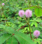 含羞草、花卉種子、花種、盆花